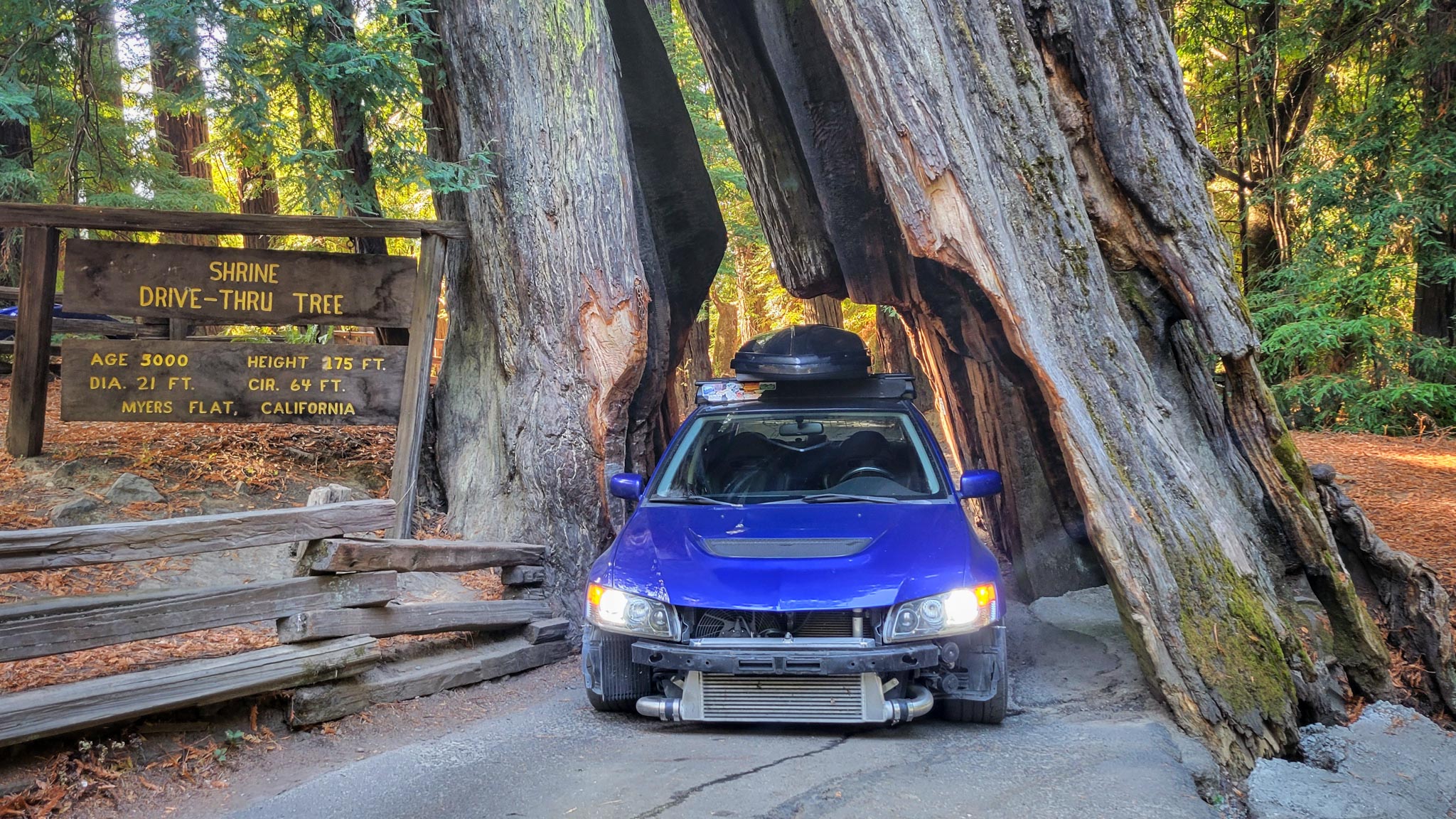 drive thru tree Evo road trip