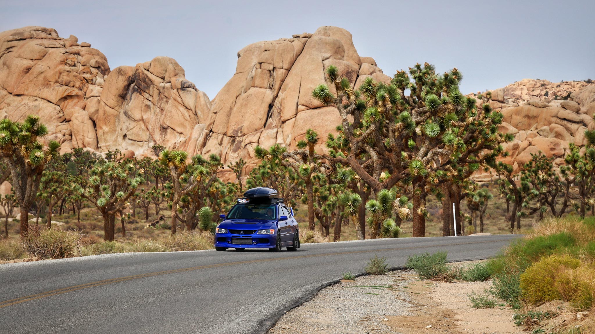Evo Joshua tree